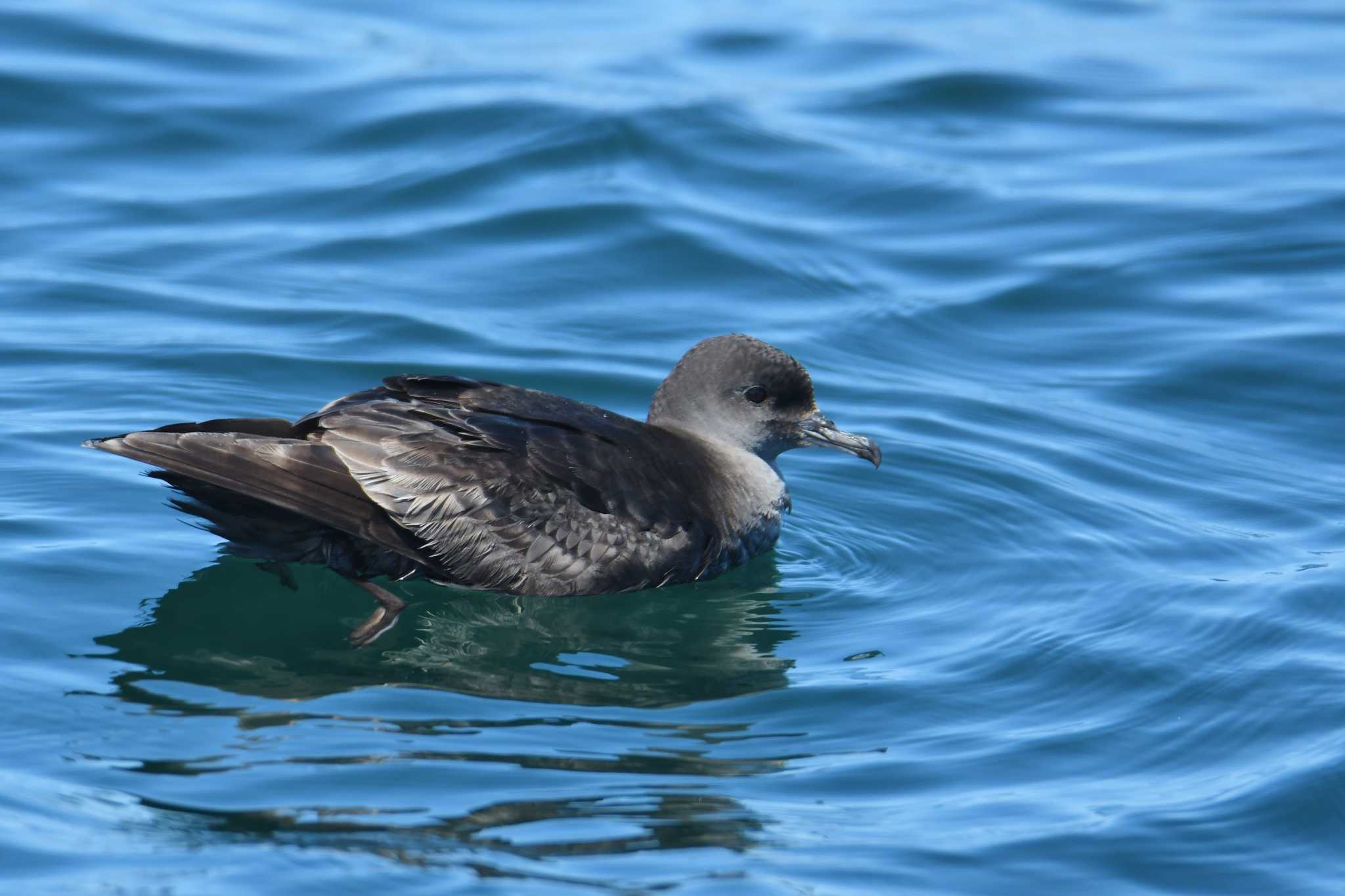 Photo of Short-tailed Shearwater at 落石ネイチャークルーズ by あひる