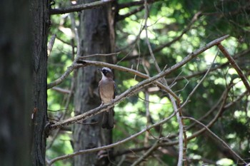 Eurasian Jay 三重県伊賀市 Sun, 7/17/2022