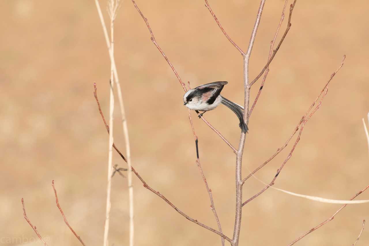 Long-tailed Tit