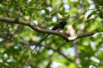 サンコウチョウ 香川県 2022年7月17日(日)