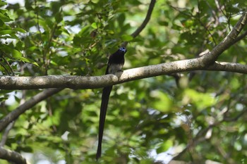 サンコウチョウ 香川県 2022年7月17日(日)