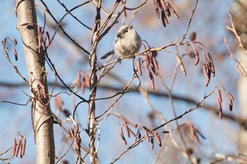 エナガ 柏の葉公園 2018年1月14日(日)