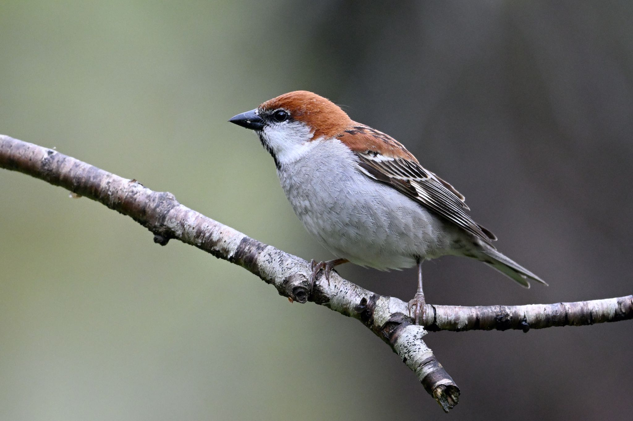 Photo of Russet Sparrow at 北海道 by はるる