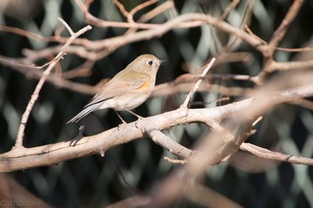 ルリビタキ 柏の葉公園 2018年1月14日(日)