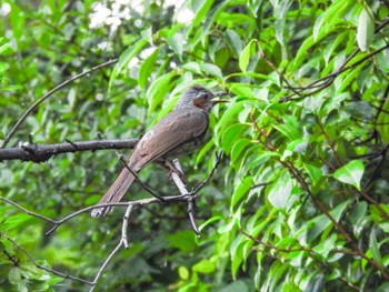 Tue, 7/5/2022 Birding report at 栗林公園