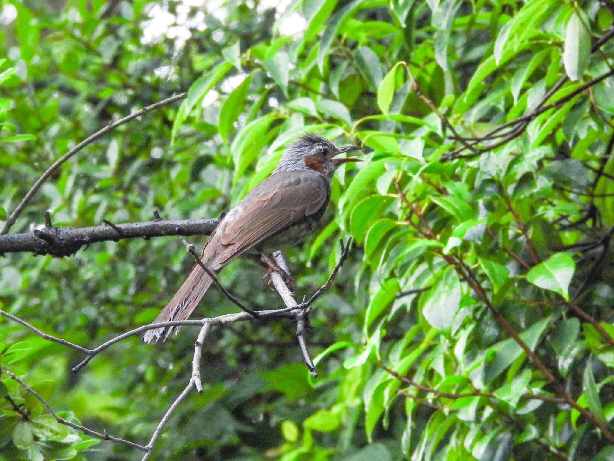 Brown-eared Bulbul