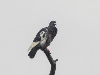 Rock Dove 栗林公園 Tue, 7/5/2022