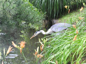 アオサギ 栗林公園 2022年7月5日(火)