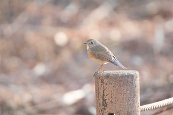 ルリビタキ 柏の葉公園 2018年1月14日(日)