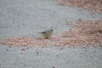 アオジ 柏の葉公園 2018年1月14日(日)