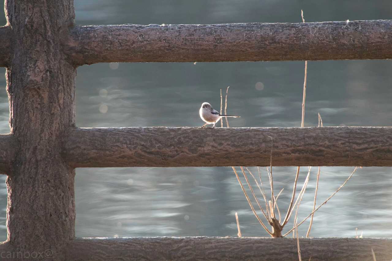 Long-tailed Tit