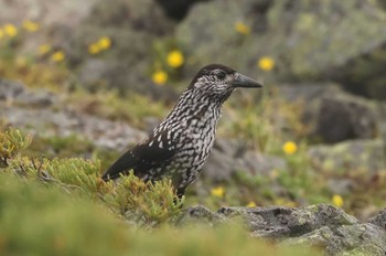 ホシガラス 場所が不明 撮影日未設定