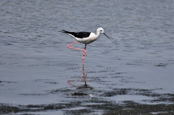 セイタカシギ 東京港野鳥公園 2022年7月17日(日)