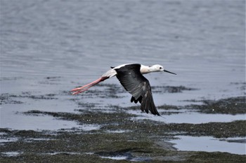 セイタカシギ 東京港野鳥公園 2022年7月17日(日)