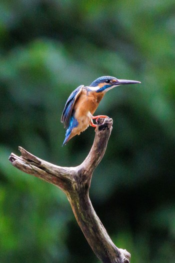 Common Kingfisher 横浜市 Sun, 7/17/2022