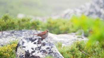 Japanese Accentor 金峰山(山梨県) Sun, 6/26/2022