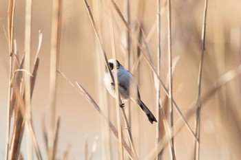 エナガ 柏の葉公園 2018年1月14日(日)