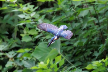 Common Kingfisher 横浜市 Sun, 7/17/2022