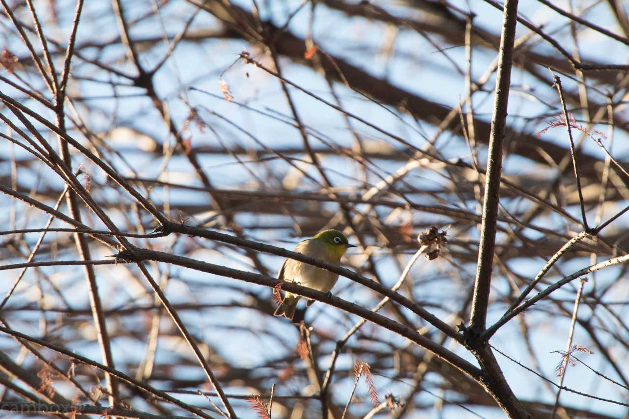 Warbling White-eye