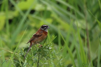 2022年7月16日(土) 桂川の野鳥観察記録