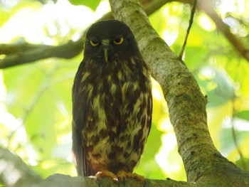 リュウキュウアオバズク 宮古島(沖縄県) 2022年7月14日(木)