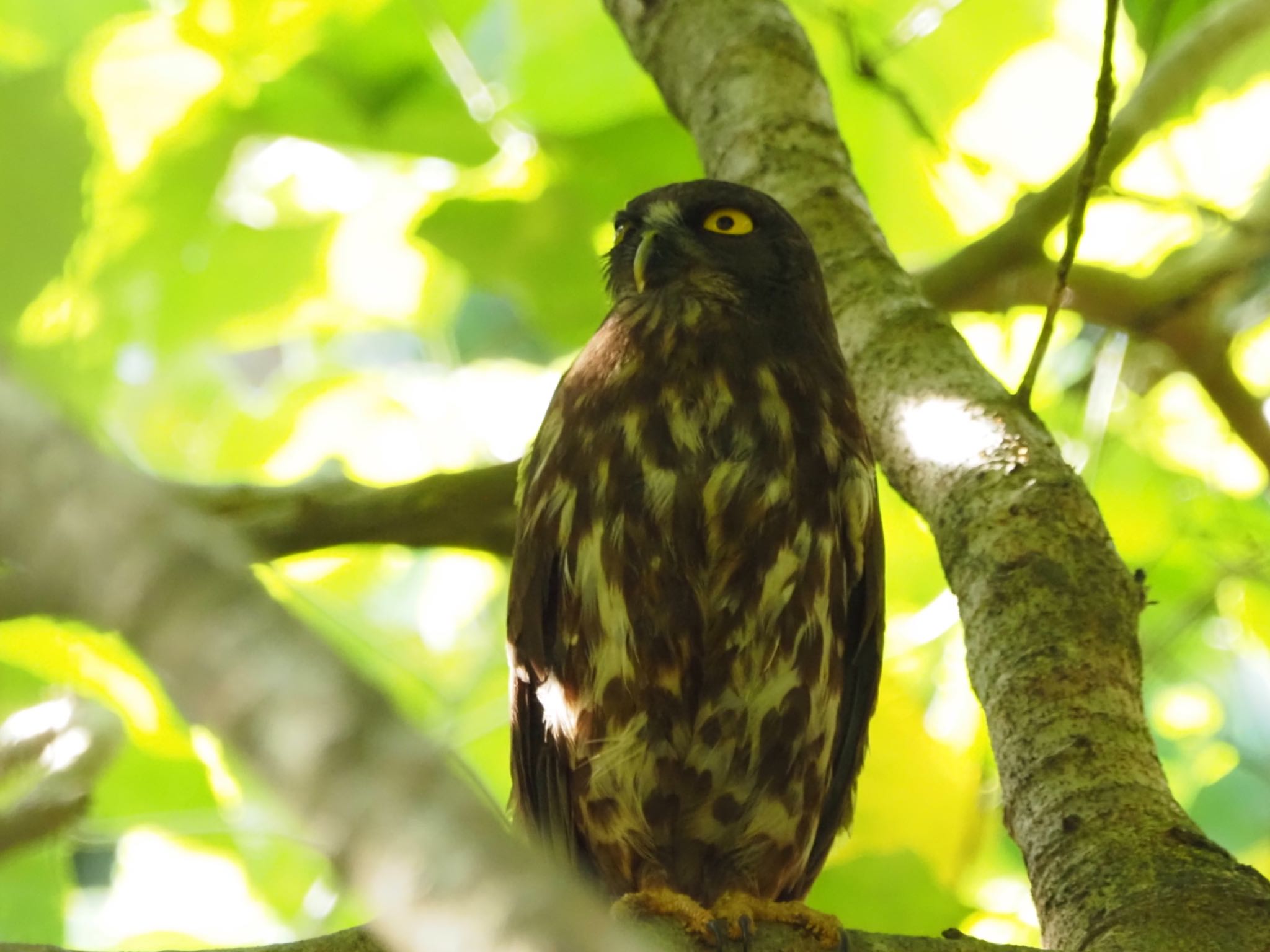 宮古島(沖縄県) リュウキュウアオバズクの写真 by あん