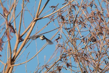 エナガ 柏の葉公園 2018年1月14日(日)