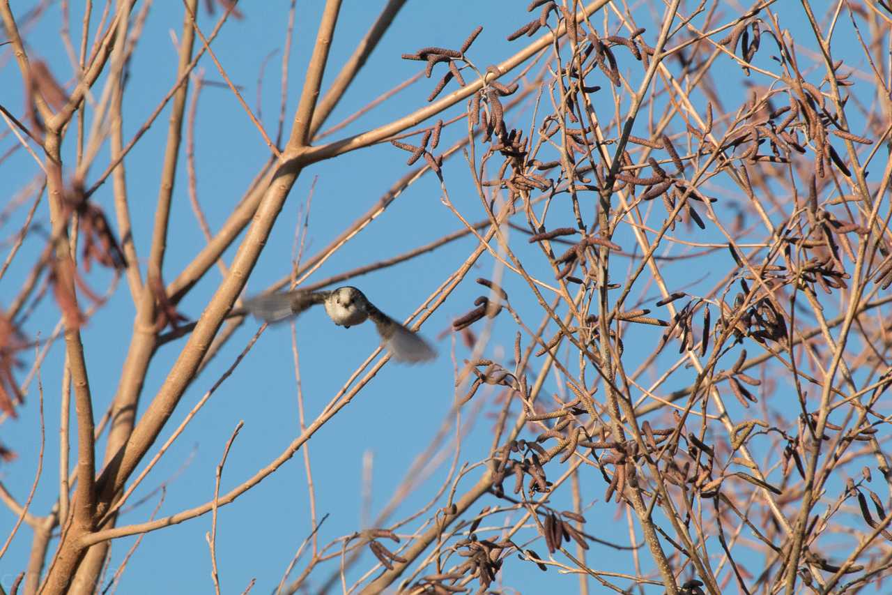 Long-tailed Tit