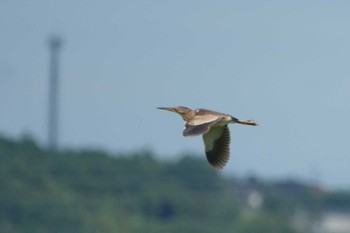 Sun, 7/10/2022 Birding report at North Inba Swamp