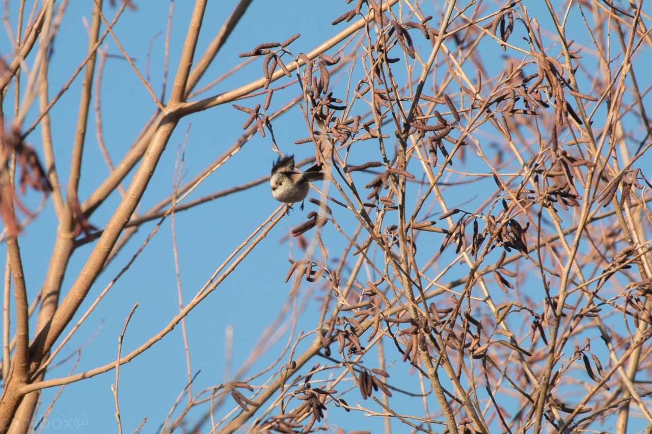 Long-tailed Tit