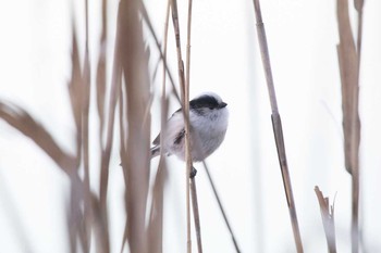 エナガ 柏の葉公園 2018年1月14日(日)