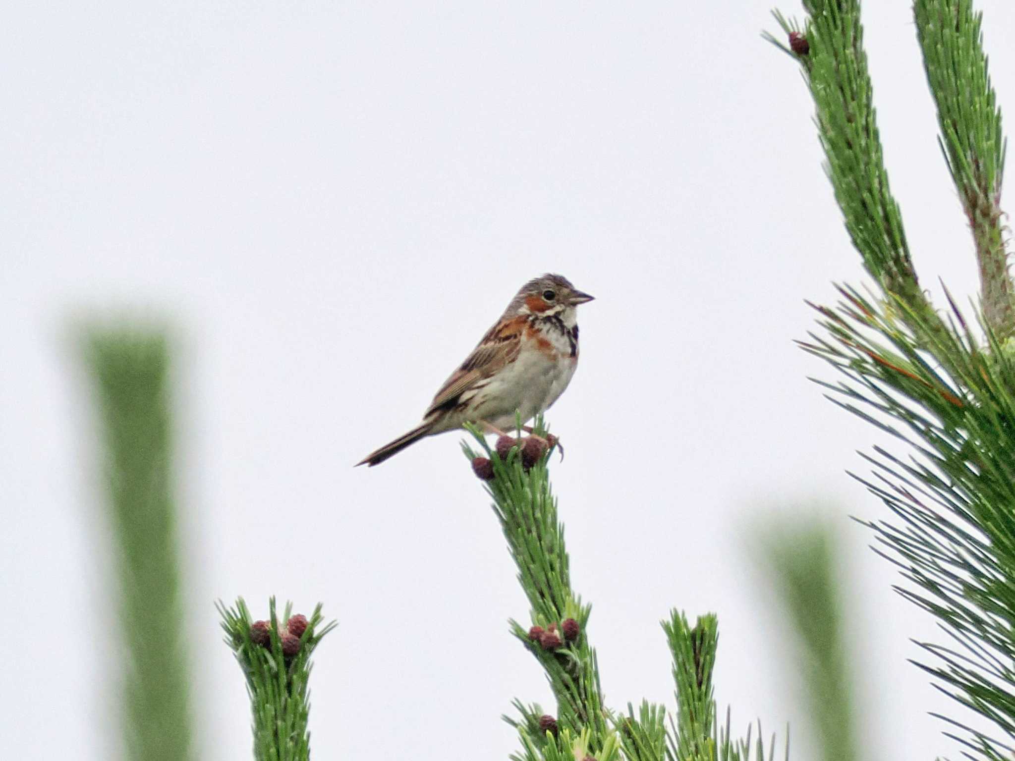 Photo of Chestnut-eared Bunting at 勇払マリーナ by 藤原奏冥