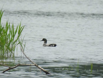 2022年7月6日(水) 湧洞沼(豊頃町)の野鳥観察記録