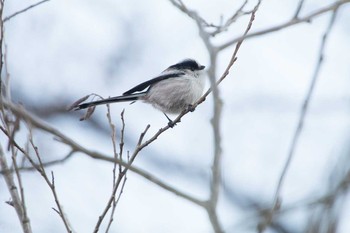 エナガ 柏の葉公園 2018年1月14日(日)