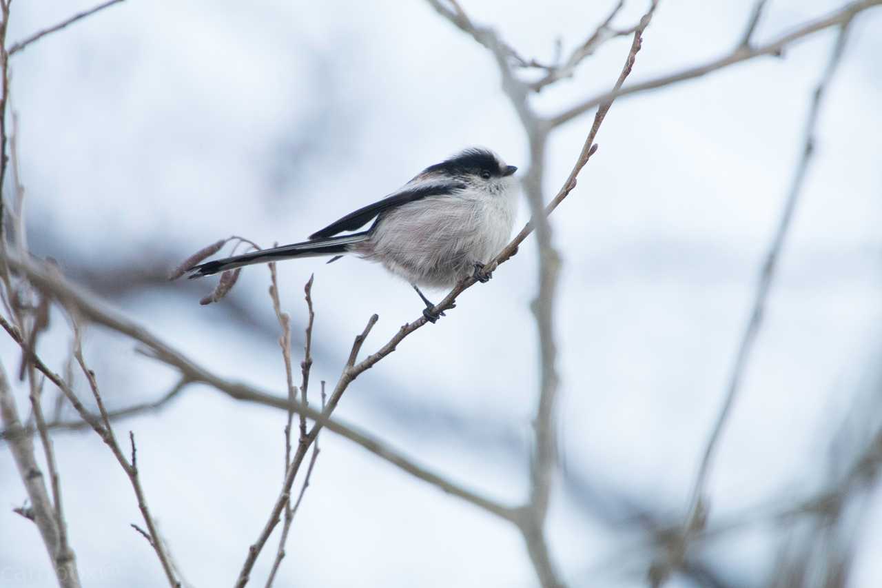 Long-tailed Tit