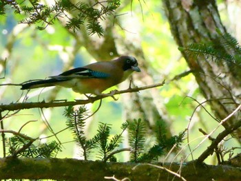 Eurasian Jay 湯滝 Sat, 6/4/2022