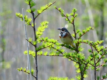 Chestnut-eared Bunting Senjogahara Marshland Sat, 6/4/2022