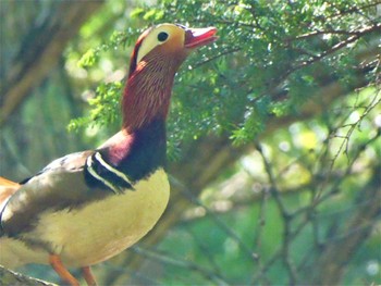 Mandarin Duck 湯滝 Sat, 6/4/2022