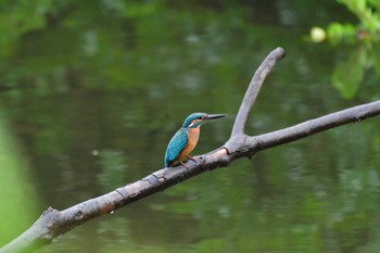 カワセミ 長浜公園 2022年7月17日(日)