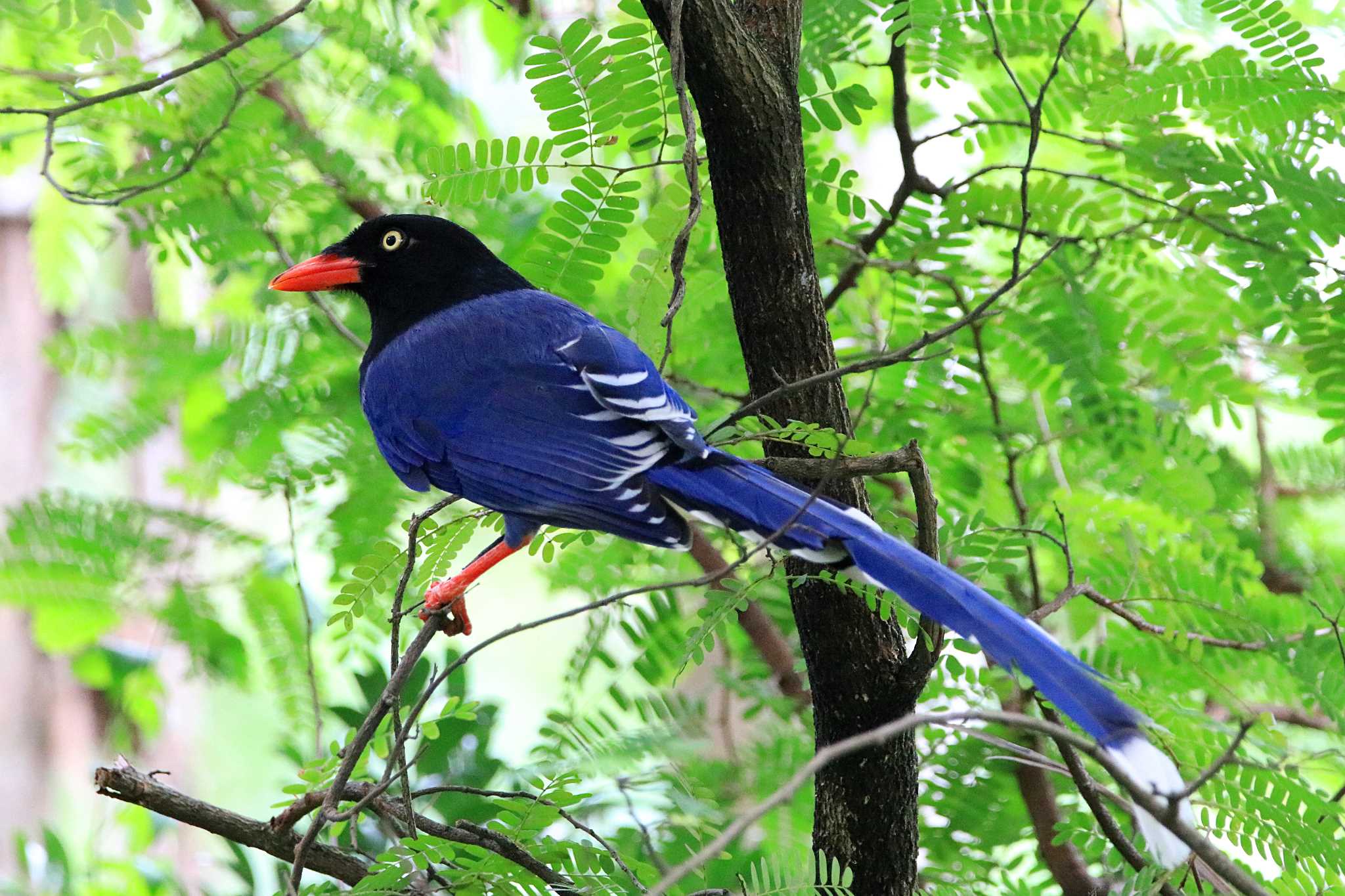 Taiwan Blue Magpie