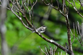 シジュウカラ 長浜公園 2022年7月17日(日)