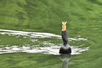 カワウ 長浜公園 2022年7月17日(日)