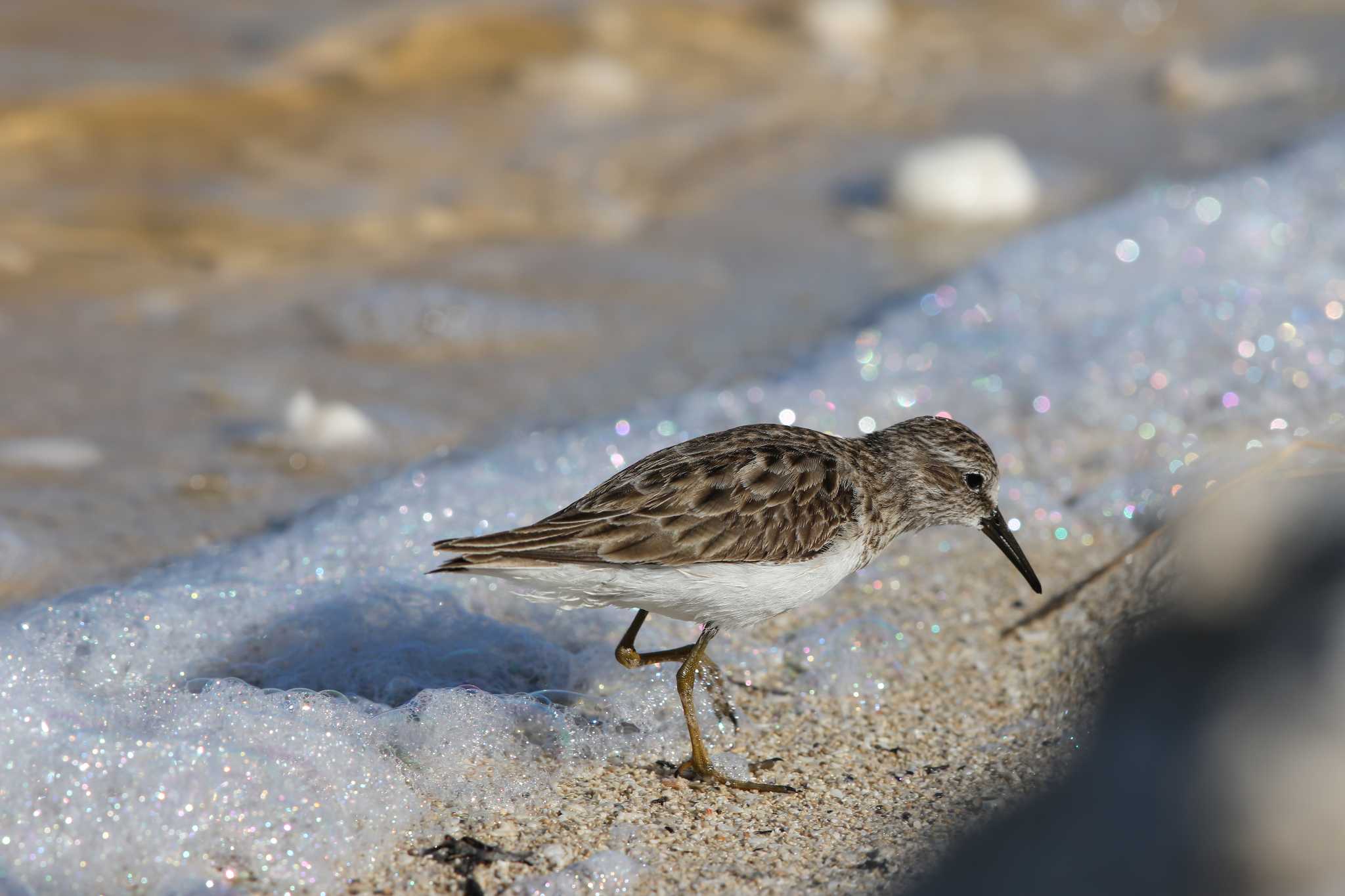 Least Sandpiper