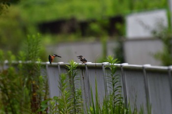 カワセミ 長浜公園 2022年7月17日(日)