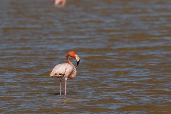 2018年1月7日(日) Pink lagoon (Mexico)の野鳥観察記録