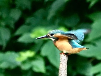 Common Kingfisher 横浜市 Mon, 7/18/2022