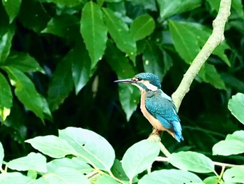 Common Kingfisher 横浜市 Mon, 7/18/2022