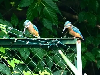 Common Kingfisher 横浜市 Mon, 7/18/2022