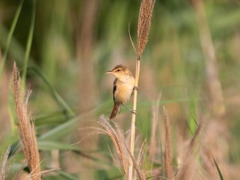 Oriental Reed Warbler Kasai Rinkai Park Mon, 7/18/2022