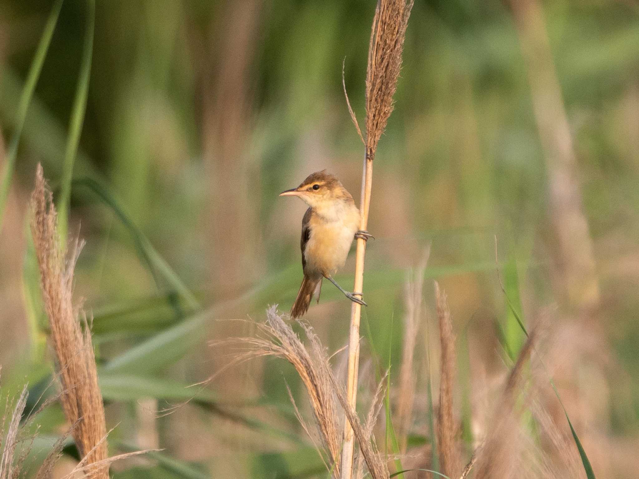 Oriental Reed Warbler